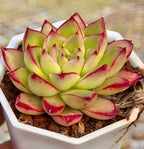 Echeveria succulent rosette in square white planter, green leaves with red margins