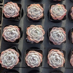Echeveria succulent rosettes in small pots, pale blue-gray leaves with tight swirls