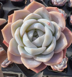 Echeveria rosette succulent with pale blue-gray leaves in a compact spiral form