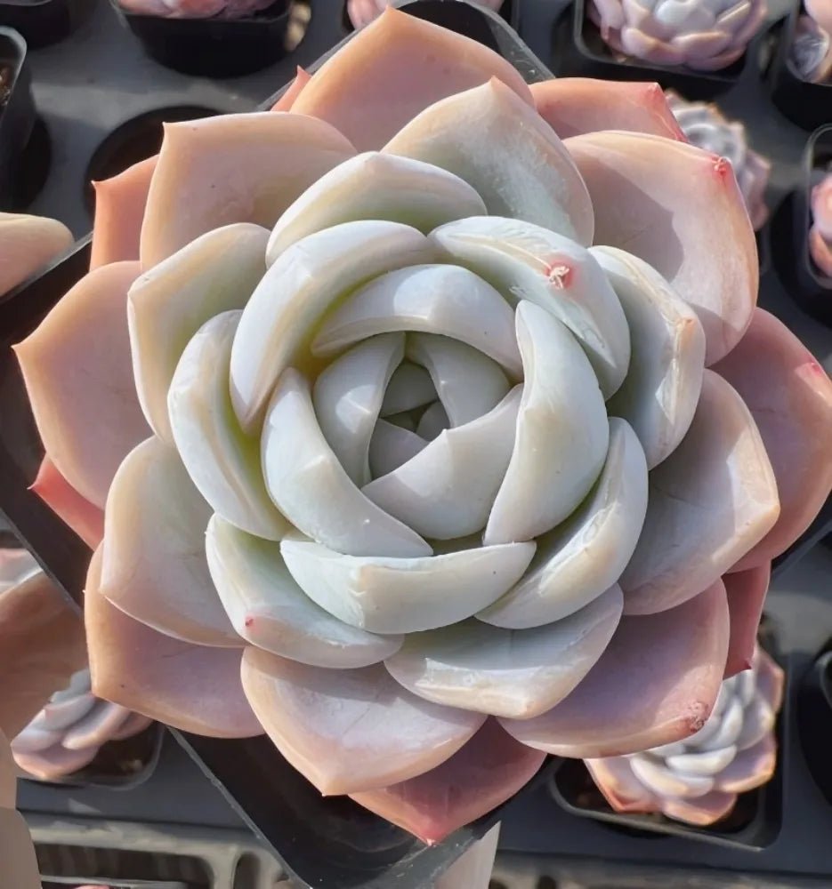 Echeveria rosette succulent with pale blue-gray leaves in a compact spiral form