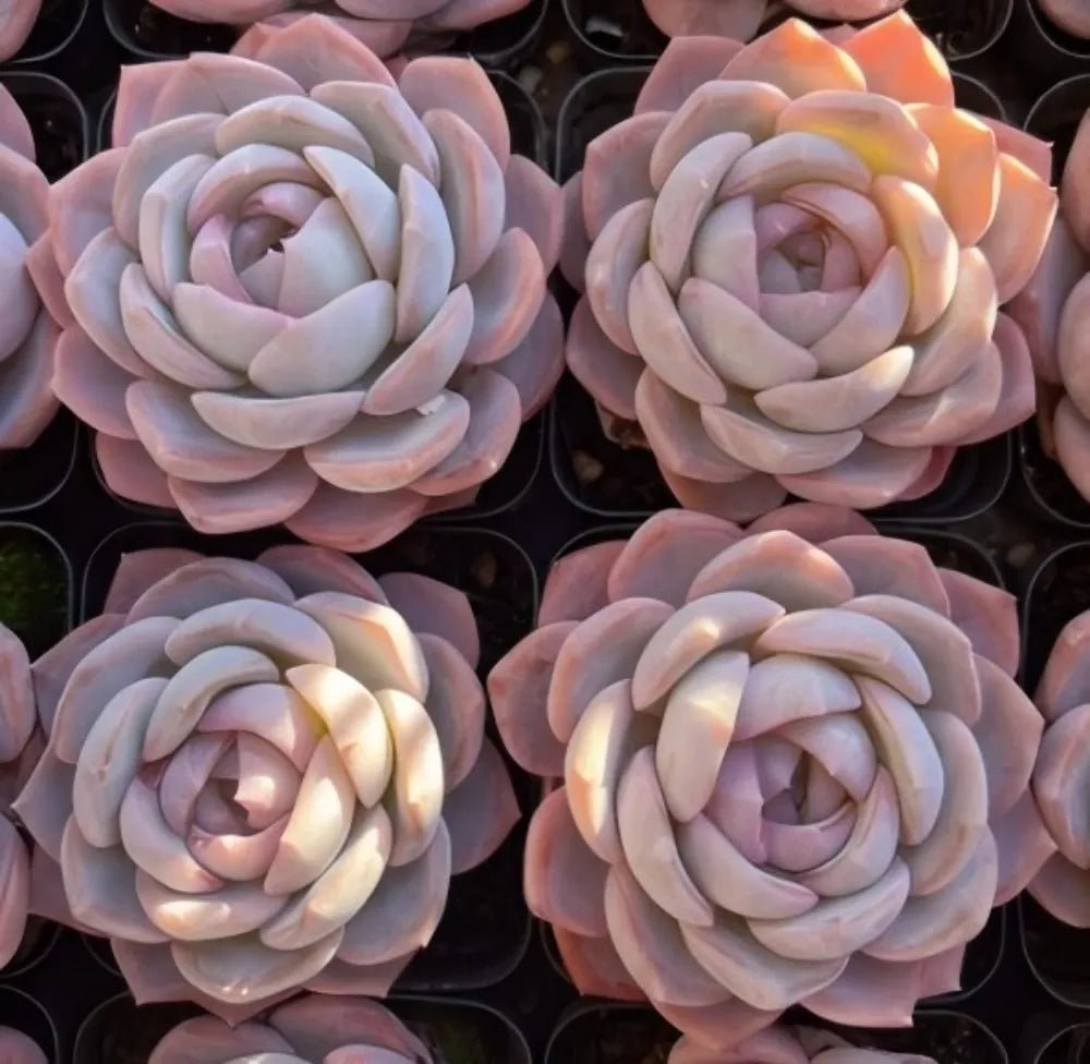 3-inch Echeveria rosettes with pastel lavender leaves and pink hues