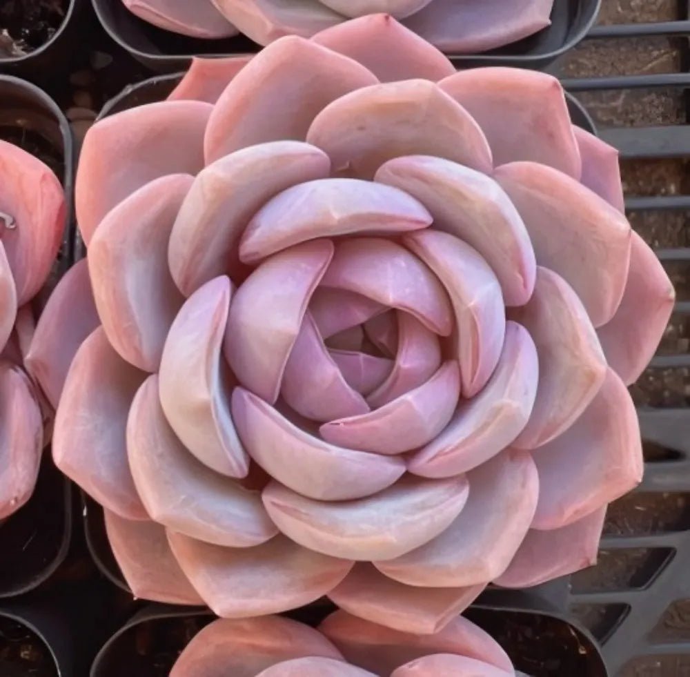 3-inch Echeveria rosette with layered pastel lavender-pink leaves
