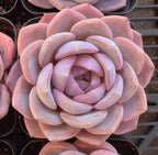 3-inch Echeveria rosette with layered pastel lavender-pink leaves