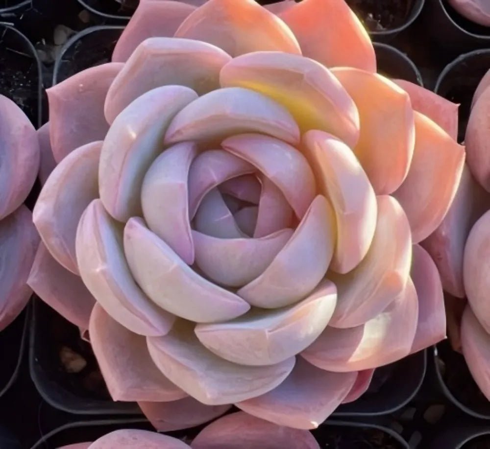 3-inch Echeveria rosette with pastel lavender leaves and warm orange tips