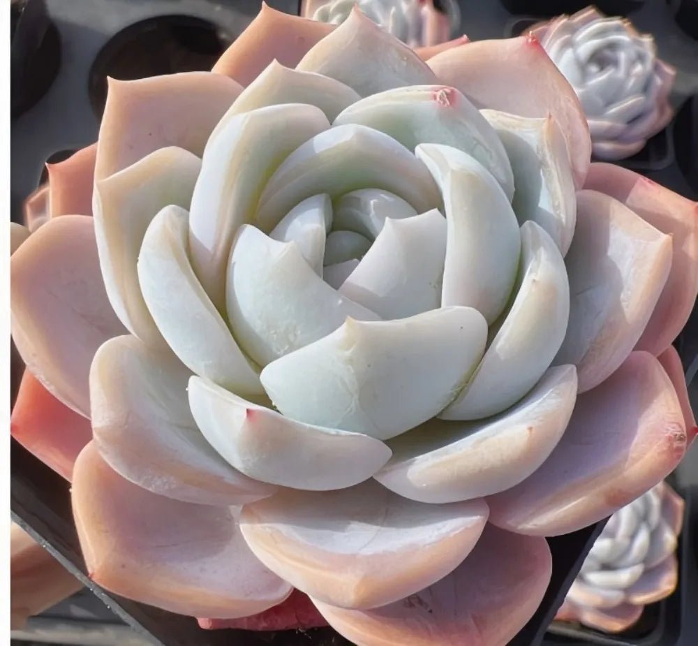 Echeveria succulent rosette with pale blue-gray leaves, layered in a tight spiral