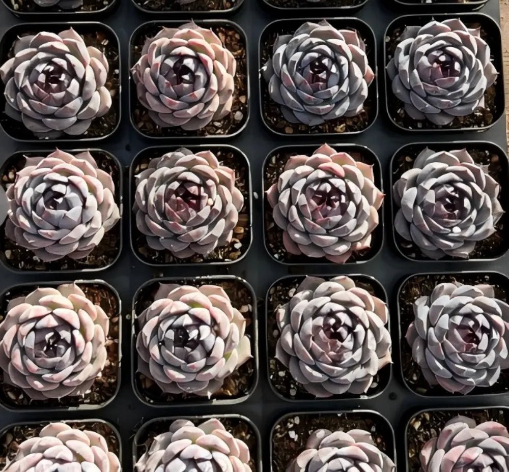 Echeveria Blueberry succulents in tray, clustered pastel lavender rosettes with pink highlights