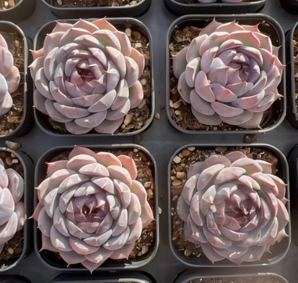 Echeveria Blueberry succulents in square pots, pastel lavender rosettes with pink edges