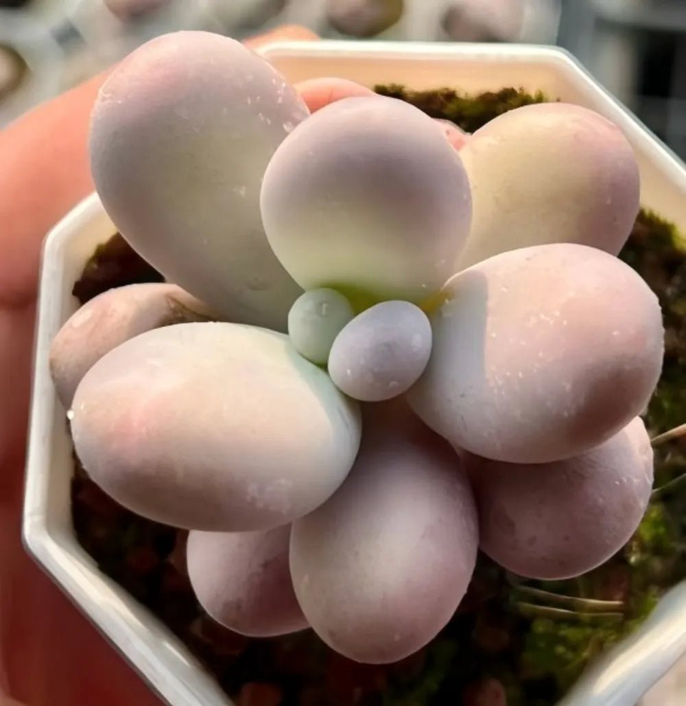 Echeveria Cheese succulent with pale lavender, oval rosette leaves and small bud offsets