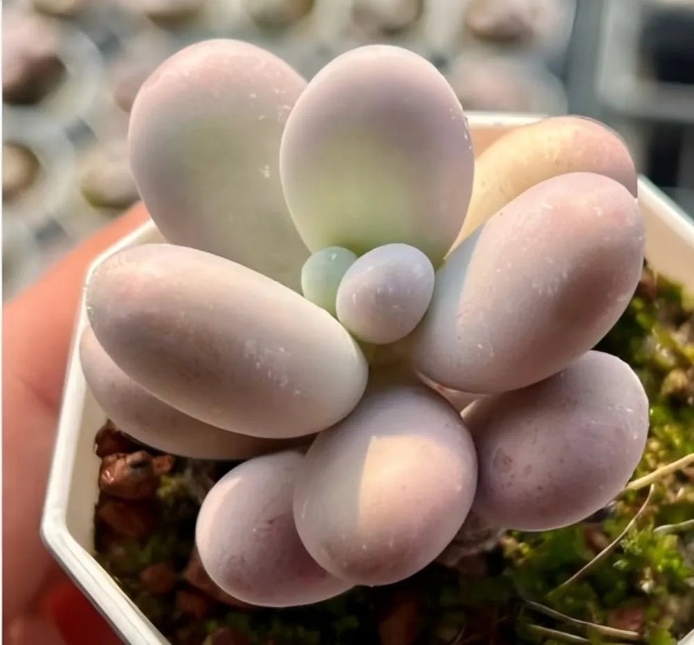 Echeveria Cheese succulent rosette with rounded pastel lavender leaves and tiny side pups