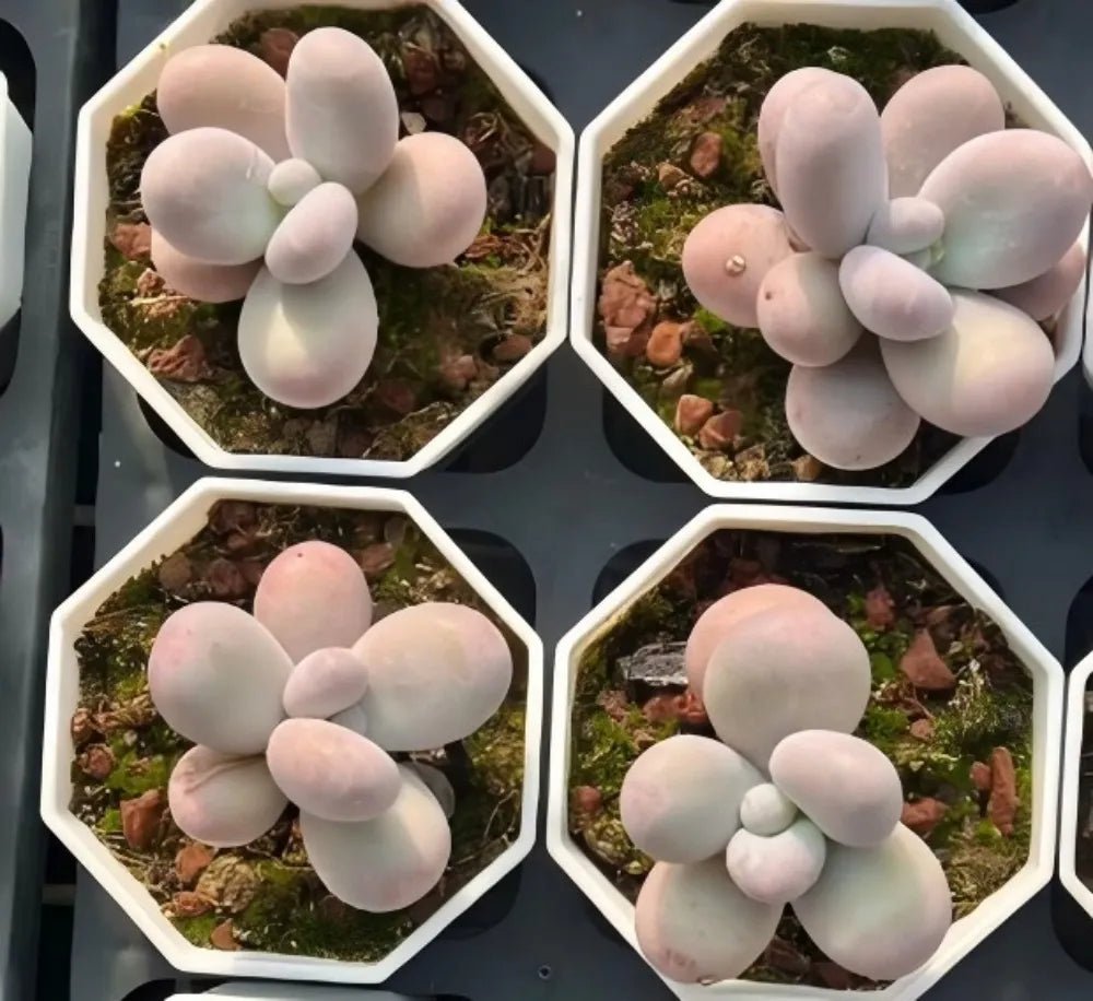 Set of four Echeveria Cheese succulents in hex pots, each with pale lavender rosette leaves