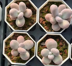 Set of four Echeveria Cheese succulents in hex pots, each with pale lavender rosette leaves