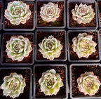 Assorted variegated echeveria rosettes in small plastic trays, pale green with pink highlights