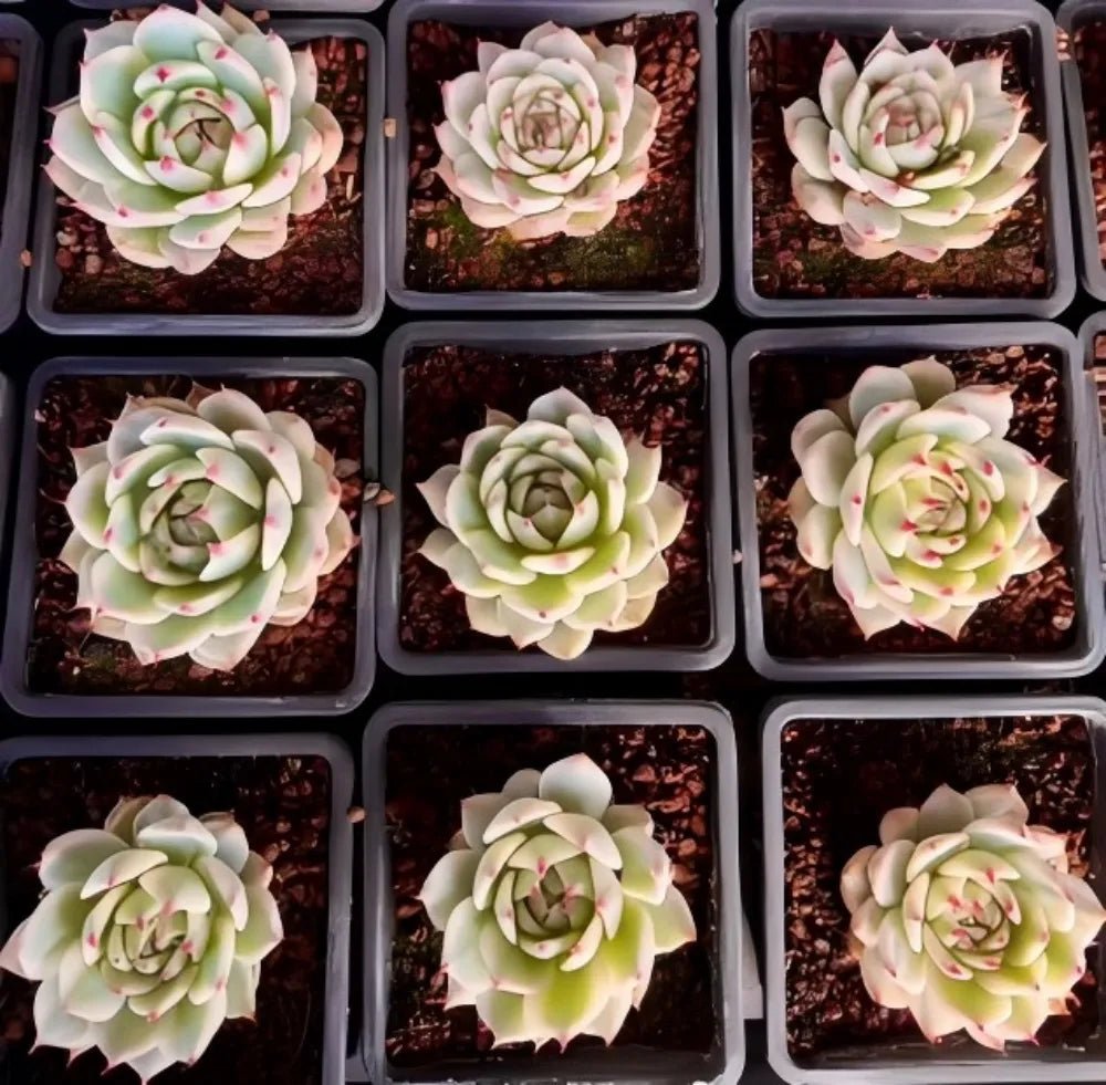 Assorted variegated echeveria rosettes in small plastic trays, pale green with pink highlights