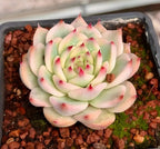 Variegated echeveria rosette with pale green leaves and pink-edged tips in tray