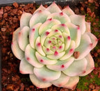 Variegated echeveria rosette with pale green leaves and pink spots in planting tray