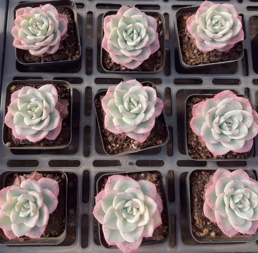 Nine Echeveria succulents in tray pots, pale green leaves with pink tips