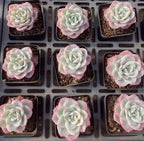 Nine Echeveria succulents in tray pots, pale green leaves with pink tips