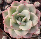 Echeveria succulent rosette with pale green center and pink speckled edges