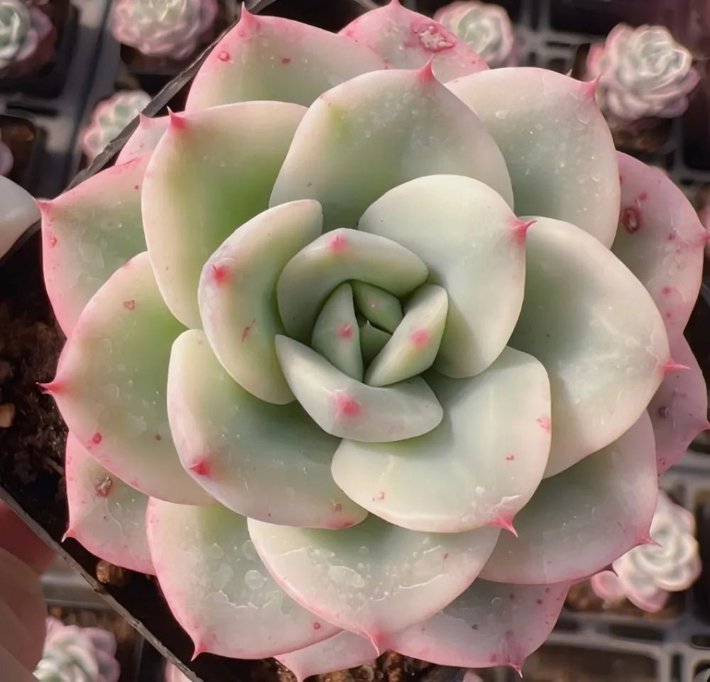 Echeveria succulent rosette with pale green center and pink speckled edges
