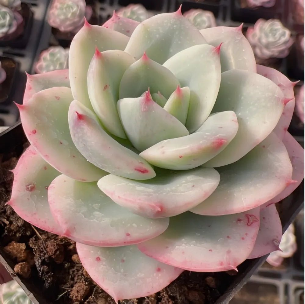 Echeveria succulent rosette with pale green leaves and pink speckled tips