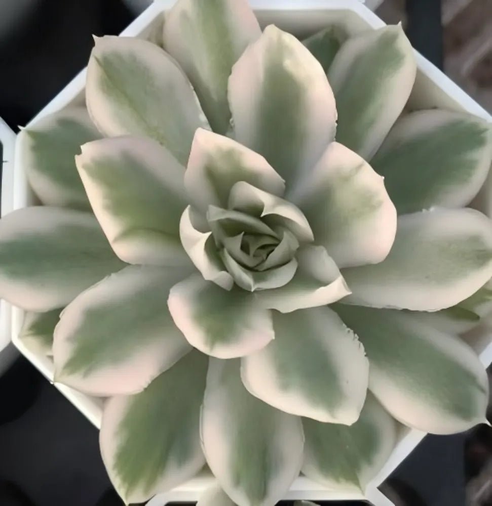 Echeveria succulent rosette with pale green leaves and tight curled inner rosette