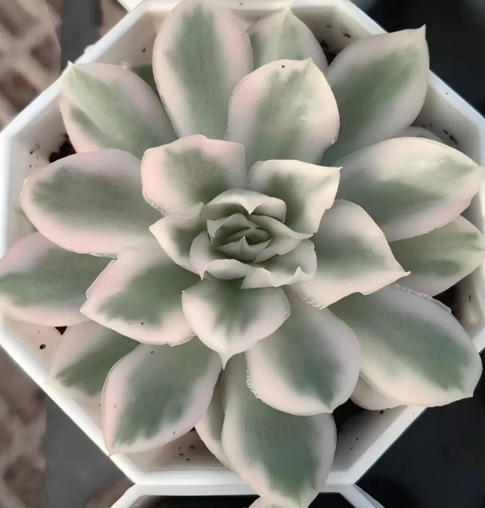 Echeveria rosette succulent with pale green pointed leaves and curled center