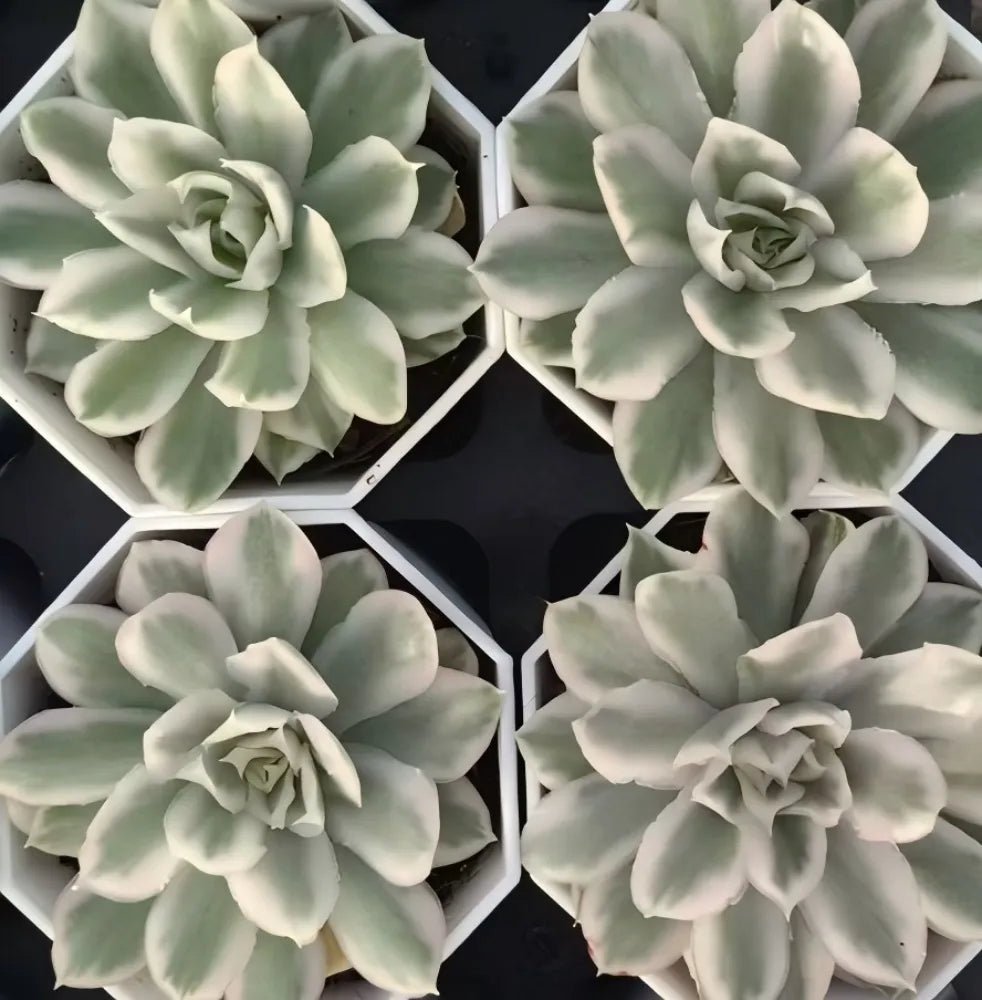 Echeveria succulent rosette with pale green layered leaves in white tray