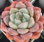 Echeveria succulent rosette in peach-pink and pale green, tightly layered leaf shapes