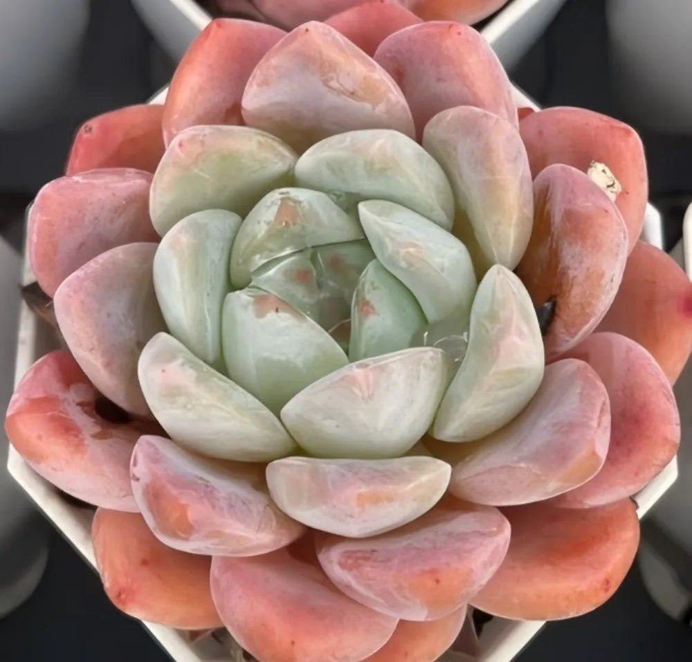 Echeveria succulent rosette in peach-pink and pale green, tightly layered leaf shapes