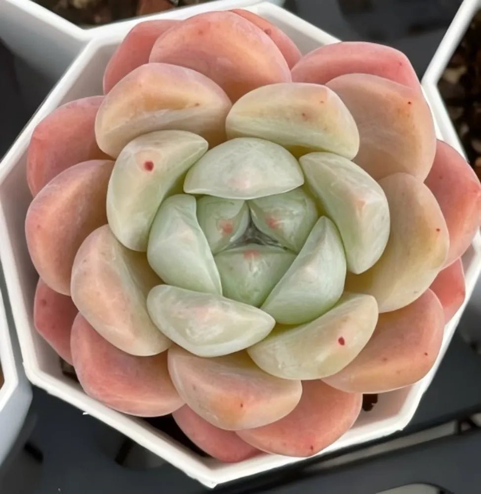 Echeveria succulent rosette with pale green inner leaves and peach-pink outer leaves