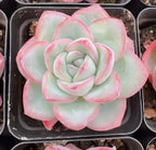 Echeveria succulent rosette in tray, pale cream-green leaves with pink edges