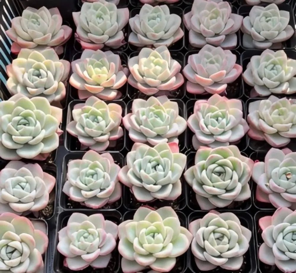 Echeveria succulent rosettes in pots, pale green leaves with cream centers and pink blush
