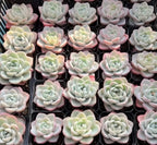 Echeveria succulent rosettes in pots, pale green leaves with cream centers and pink blush
