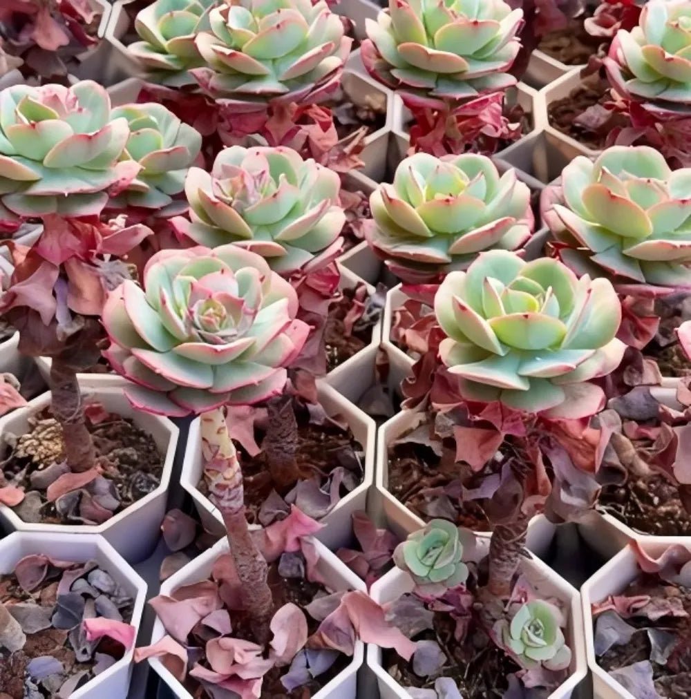 Echeveria Croatia succulent rosettes, pale green centers with pink edges in tray cells