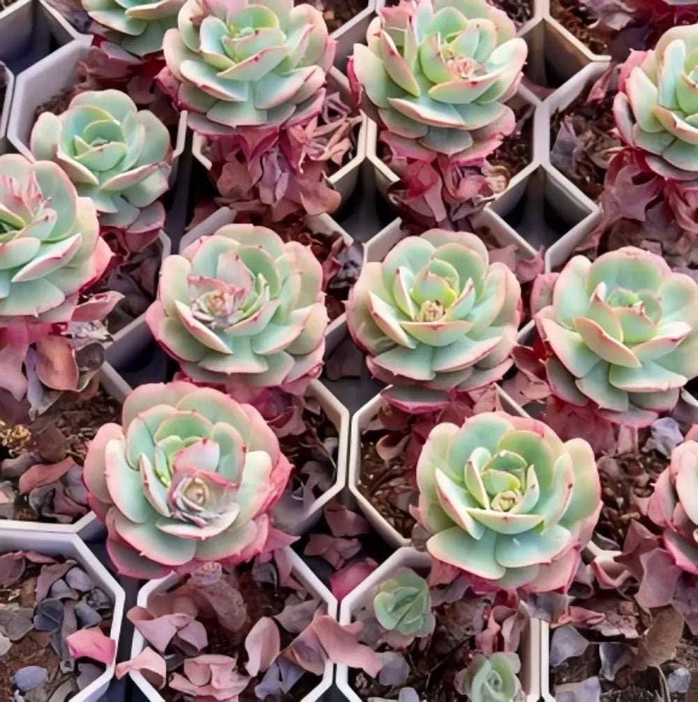 Echeveria Croatia succulent rosettes, pale green leaves with pink edges in hex trays