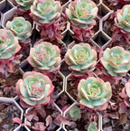 Echeveria Croatia succulent rosettes, pale green leaves with pink edges in hex trays