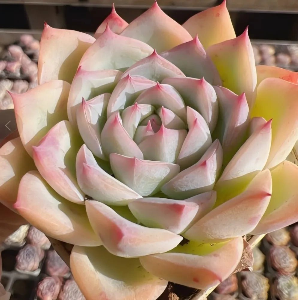 Large echeveria rosette cluster with cream-green leaves and pink-edged petals