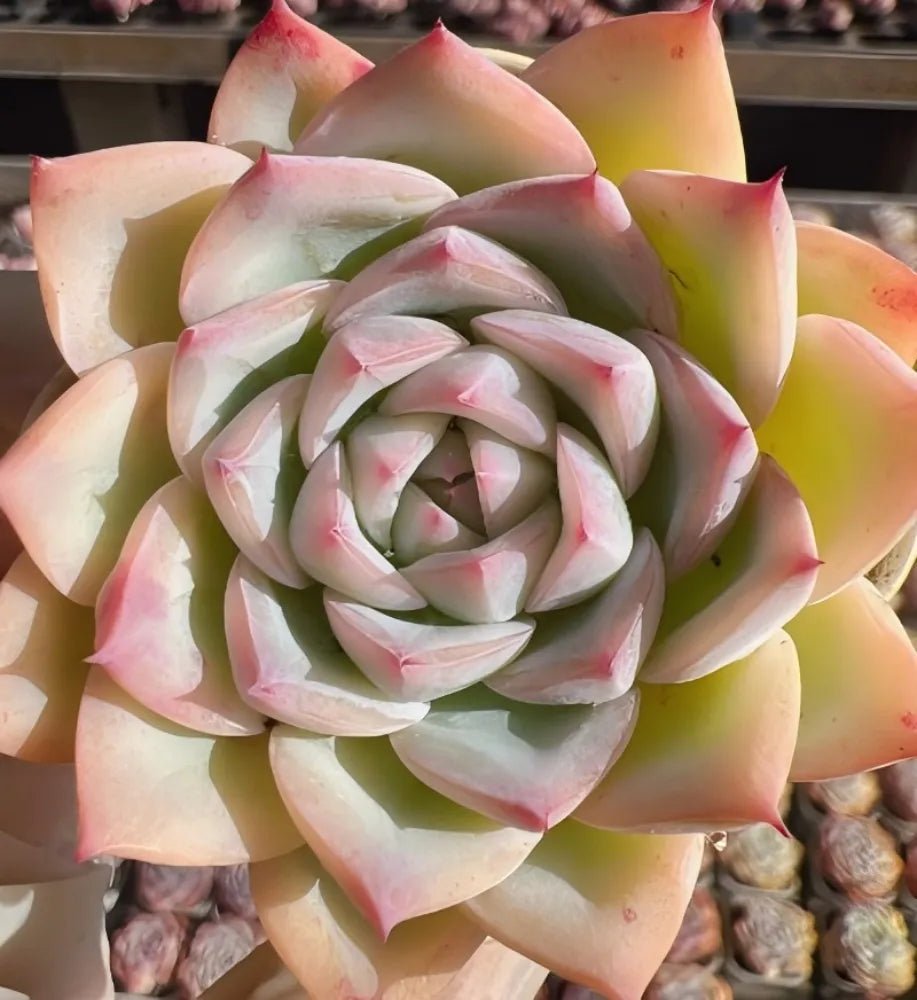 Succulent echeveria rosette with pale cream-green leaves and pink tips