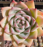 Succulent echeveria rosette with pale cream-green leaves and pink tips