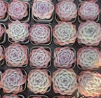 Assorted small echeveria rosettes in gray pots, pale leaves with pink blush