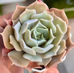 Echeveria succulent rosette with layered pale green leaves and pointed outer tips