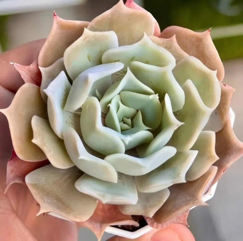 Echeveria succulent rosette with layered pale green leaves and pointed outer tips