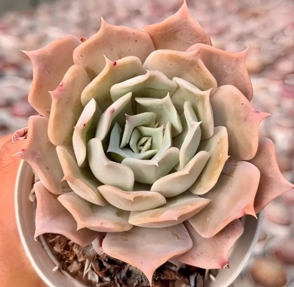 Echeveria succulent rosette with pale green inner leaves and peach outer petals