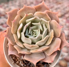Echeveria succulent rosette with pale green inner leaves and peach outer petals