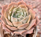 Echeveria succulent rosette with pale green center and peach outer leaves