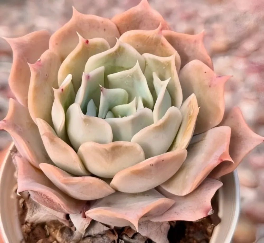 Echeveria succulent rosette with pale green center and peach outer leaves