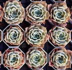 Set of Echeveria rosettes in trays, pale green leaves with cool-toned centers