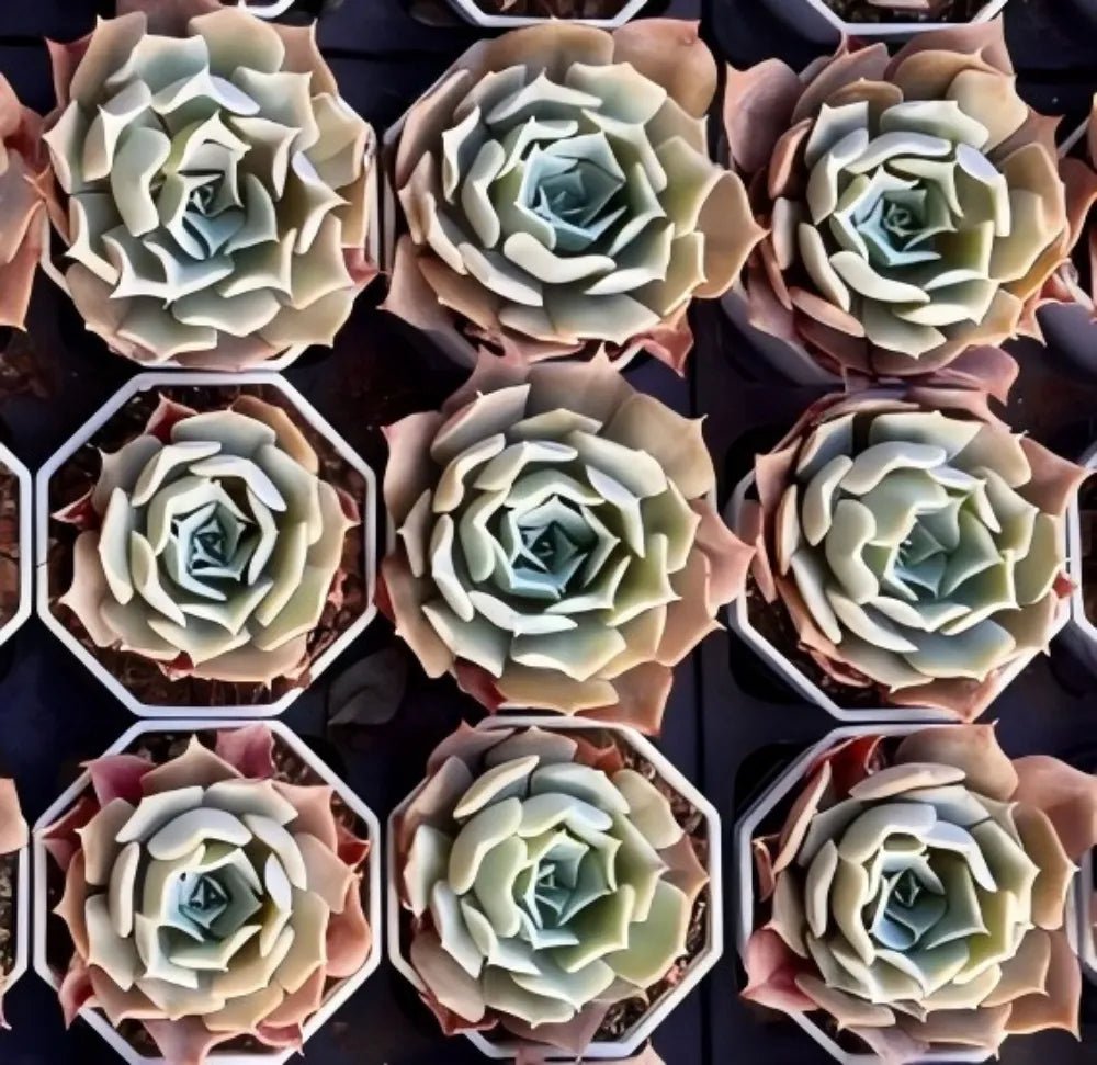 Set of Echeveria rosettes in trays, pale green leaves with cool-toned centers