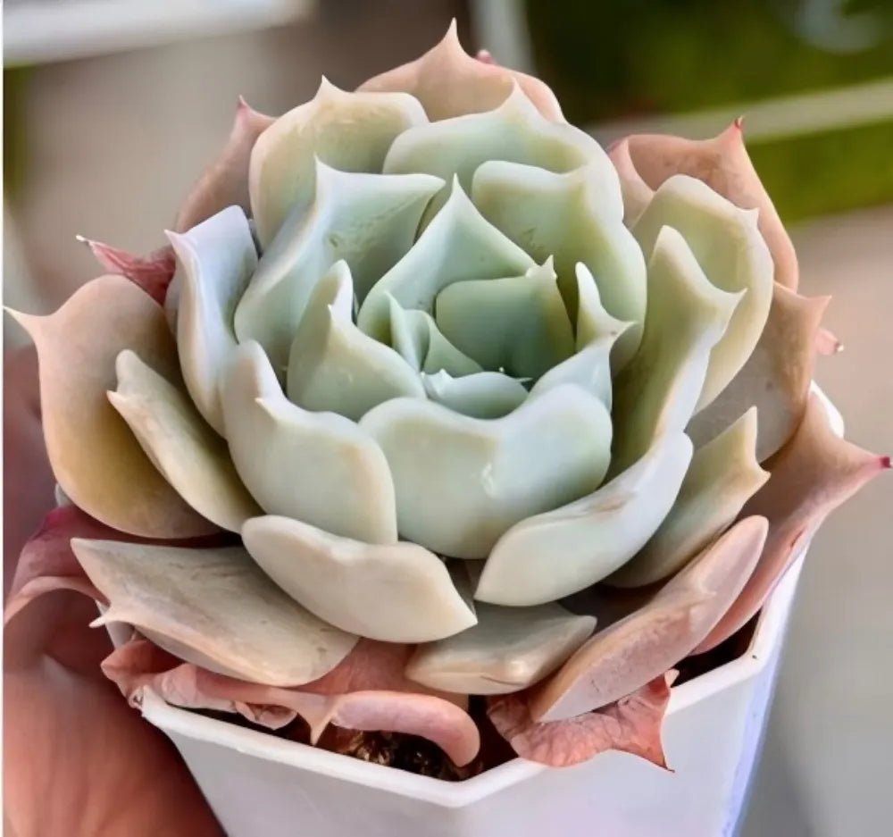 Echeveria succulent in a rectangular pot, layered pale green rosette with pink tips