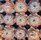 Echeveria succulent rosettes with pale green centers and peach-pink outer leaves, set of plants